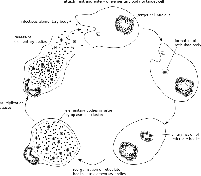 Chlamydae Life Cycle.svg