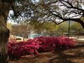 Flowers in front of Thomas Cooper Library