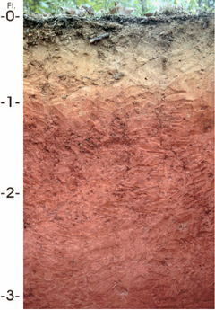 Bama soil.png