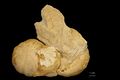 Fossil sea urchin Hemipneustes leymeriei متحف تولوز