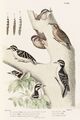 Picus wagleri (Figur 1) illustriert von Malherbe