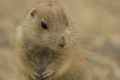 Prairie dog blends into its surroundings.