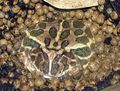 Argentine Horned Frog Ceratophrys ornata