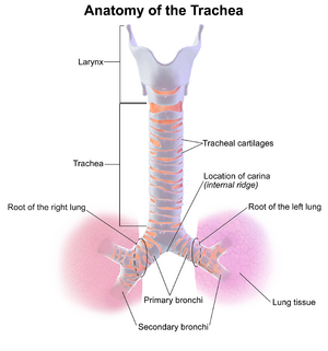 Blausen 0865 TracheaAnatomy.png
