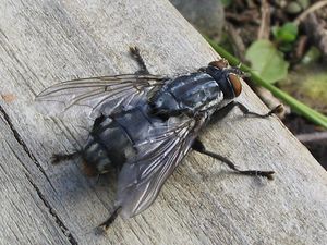 Diptera 01gg.jpg