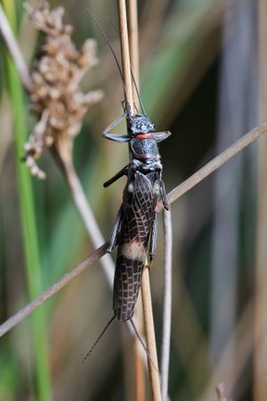 Eusthenia sp.jpg