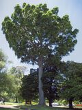 Agathisrobusta03.jpg