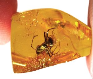 Amber3.jpg