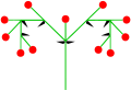 Double cyme