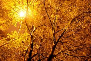 Glowing trees in Taiwan.jpg