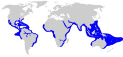 Carcharhinus leucus distmap.png