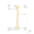 Posterior view.