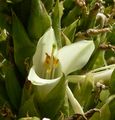 Ausschnitt des Blütenstandes mit Blüte.