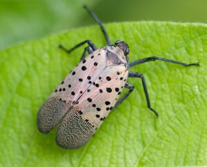 Spotted lanternfly in BBG (42972).jpg