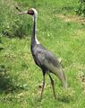At Cotswold Wildlife Park, إنگلترة