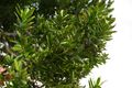 Agathis australis, Matakohe, New Zealand.jpg