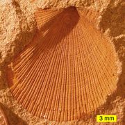 Aviculopecten subcardiformis; a bivalve from the Logan Formation (lower Carboniferous) of Wooster, Ohio (external mold)