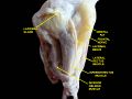 Extrinsic eye muscle. Nerves of orbita. Deep dissection.
