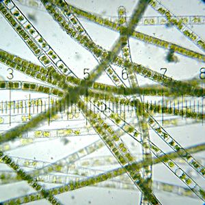 20110331 012556 Algae.jpg