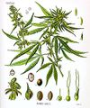 Cannabis plants