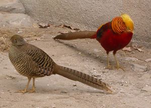 ChrysolophusPictus3.jpg