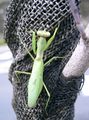 Adult Hierodula patellifera, Giant Asian Mantis