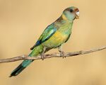 Mallee ringneck - Patchewollock Conservation Reserve.jpg