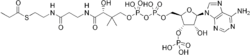Propionyl-Coenzyme A.png