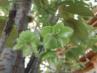 ''Prunus serrulata'' 'Gioiko' Koidz (Gyoiko)[ja] with rare green flowers developed in the Edo period of Japan.