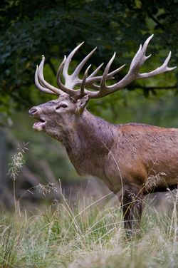 Red deer stag 2009 denmark.jpg