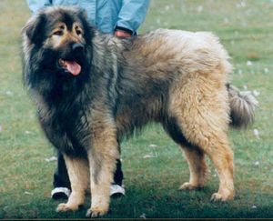 Sardog.jpg