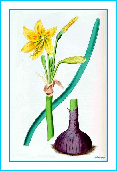 ملف:1396 Rhodophiala bagnoldii.jpg