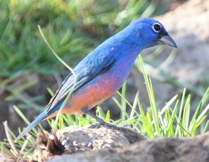 Passerina rositae.jpg