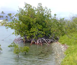 Rhizophora yngtree.jpg