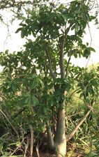 Adenium Arabicum Tree, Tihama, Jizan, Southwest Saudi Arabia
