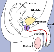 Penis.svg