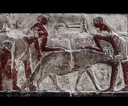 مشهد إطعام الضباع في الحضارة الفرعونية