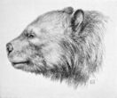 Black and white drawing of bear head