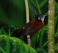 Bay Wren Thryothorus nigricapillus