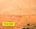 Disconformity with the Lower Cretaceous Edwards Formation overlying a Lower Permian limestone; hiatus is about 165 million years; Texas.