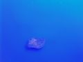 Jellyfish5.JPG