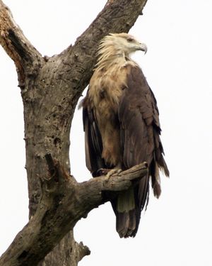 Pallas's Fish Eagle ( Haliaeetus leucoryphus) 2.jpg