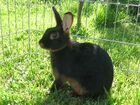 TanElfinrabbit.JPG