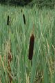 Typha latifolia
