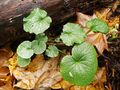 Wild Wasabi