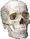 صحة1.png