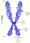 Chromosome.png