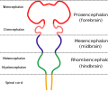 Embryonic brain