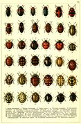 Array of ladybirds by G.G. Jacobson
