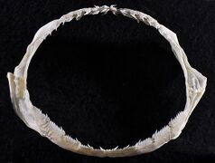 Jaws